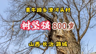 800歲樹堅強：樹干被雷裂為兩半，依然枝繁葉茂丨山西·長治·潦河頭