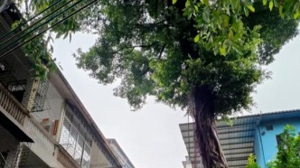 創(chuàng)新“服務(wù)+技術(shù)+共治”三維模式，端州筑牢綠化管護新根基！
