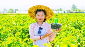 夏县嫘祖产业园：桑葚熟枝头，采摘在当时