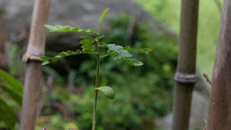 南岳衡山发现8株野外绒毛皂荚新生幼苗