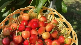 东西部协作丨樱桃正甜！临沂樱桃采摘地图请查收