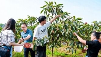 四川營(yíng)山：駱市鎮(zhèn)溫祖村第四屆枇杷采摘節(jié)開幕