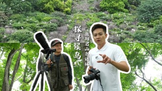 凌晨6點的秘密守候！岳陽君山鳥語林，攝影大師何樹林的“飛羽天堂”