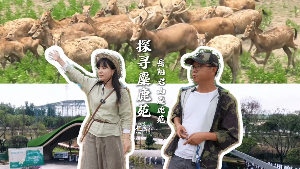 “從10到323!看君山濕地如何成為麋鹿的‘桃花源’”
