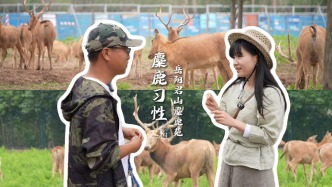 “君山濕地鹿王：我的王座是撞出來的”
