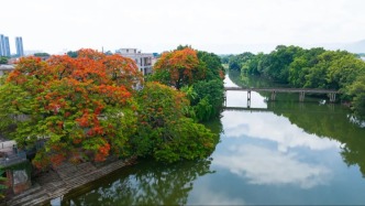 来鼎湖这些地方，打卡最美的凤凰花