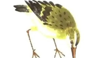 鳴禽畫譜之鷹鷸