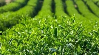 在四季皆好游的山東，吃什么？