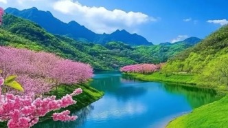 又到了櫻花開的季節