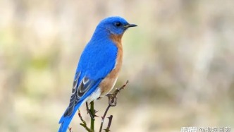 东蓝鸲的写意画法