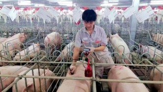 生豬二次育肥被禁？業(yè)內(nèi)：投機(jī)行為有風(fēng)險(xiǎn)
