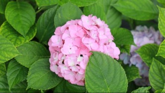  觀山湖“馬卡龍”色系 是“無盡夏”的美