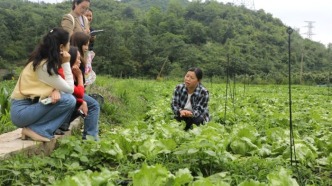  “科技下鄉”挑良種 觀山湖區田間篩選生菜“潛力股”