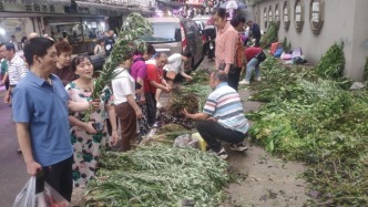 重慶九龍坡區：端午佳節到，艾草菖蒲俏