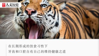 動(dòng)物們從來(lái)不刷牙，為什么沒(méi)有蛀牙？