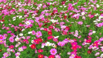 遇一片花海，染一身花香，四季花海