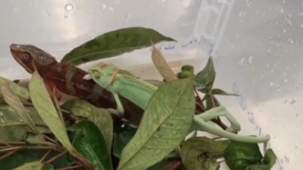 中國超1700萬人在飼養異寵！或危害國家安全？