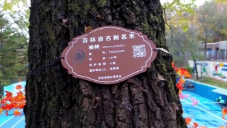通化：讓古樹成為時光里的生態(tài)史詩