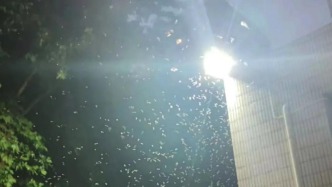 密密麻麻！上海多區(qū)白蟻大規(guī)模出動(dòng)！緊急提醒：千萬(wàn)別這樣做→