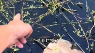 水污染致上萬畝水稻無水可種？安徽蚌埠通報
