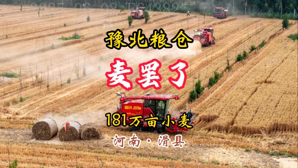 麥罷了:“豫北糧倉(cāng)” 181萬(wàn)畝小麥顆粒歸倉(cāng)丨河南滑縣