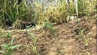 水污染致上萬畝水稻無水可種？村民用來測水質的玉米苗被連夜拔掉？安徽蚌埠再通報！