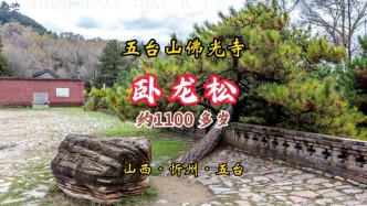 佛光臥龍松：與寺同齡1100多歲，守護佛門的活文物丨山西·忻州·五臺