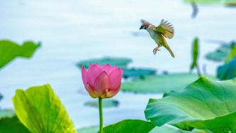 “荷”你有约！大明湖进入颜值巅峰期！