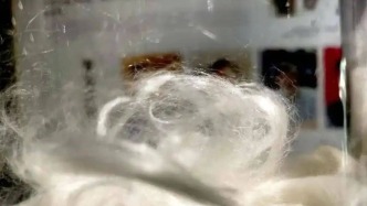 【风物】从山野到国际 一株“中国草”的新生 