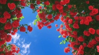 蓝天映衬下的红玫瑰