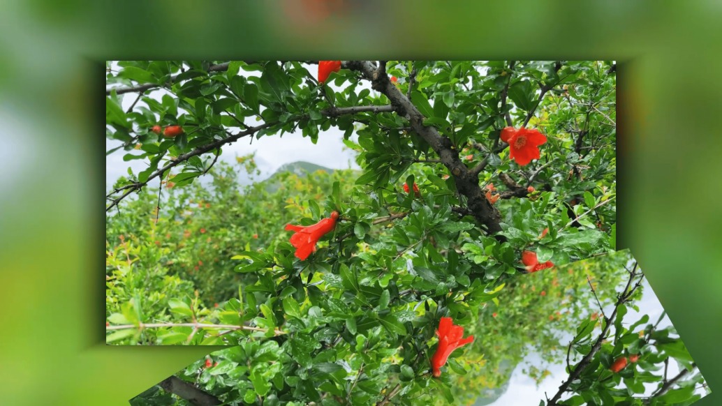 嶧州印象 | 青檀禪影 石榴部落
