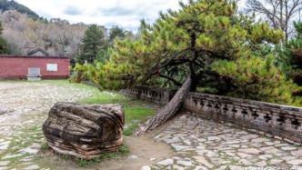 向下扎根，向上成佛：佛光寺“臥龍松”的生命辯證法丨山西五臺山