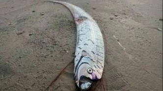 罕见！2.7米长“末日鱼”惊现澳大利亚海滩，专家紧急发声！