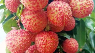 【历史文化】妃笑荔枝成都来？‖奉友湘 