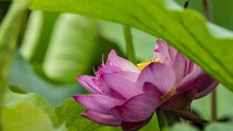 快來！280畝荷花開啦~