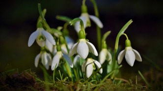 国家林草局科技中心（新品办）解读《植物新品种保护条例》