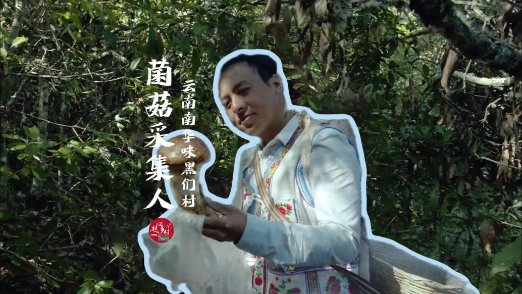 年均出產(chǎn)野生菌1萬多噸，挖到1000多克的雞樅、700多克的松茸不是做夢，云南真的太寶藏了