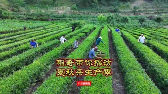 巴山無閑草，夏秋茶正盛——探訪陜西平利夏秋茶生產(chǎn)季