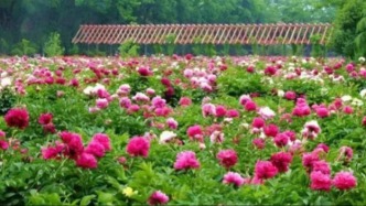 当世界看到菏泽牡丹盛放的花海，就会明白什么叫“花开时节动京城”