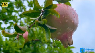 峄州印象 | 仙坛雨季 等你的家