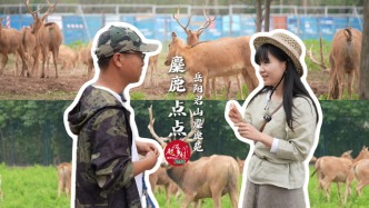從10到323頭，誰(shuí)懂在洞庭湖看見(jiàn)濕地精靈“麋鹿”自由追逐奔跑的震撼