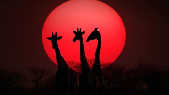 人見人愛，花見花開，長(zhǎng)頸鹿太可愛了吧