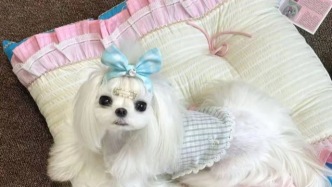 叫好难叫座，宠物服饰生意是“小而美”还是“小而难”？