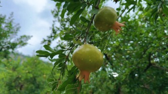 嶧州印象 | 夏日靜謐 雨季榴園