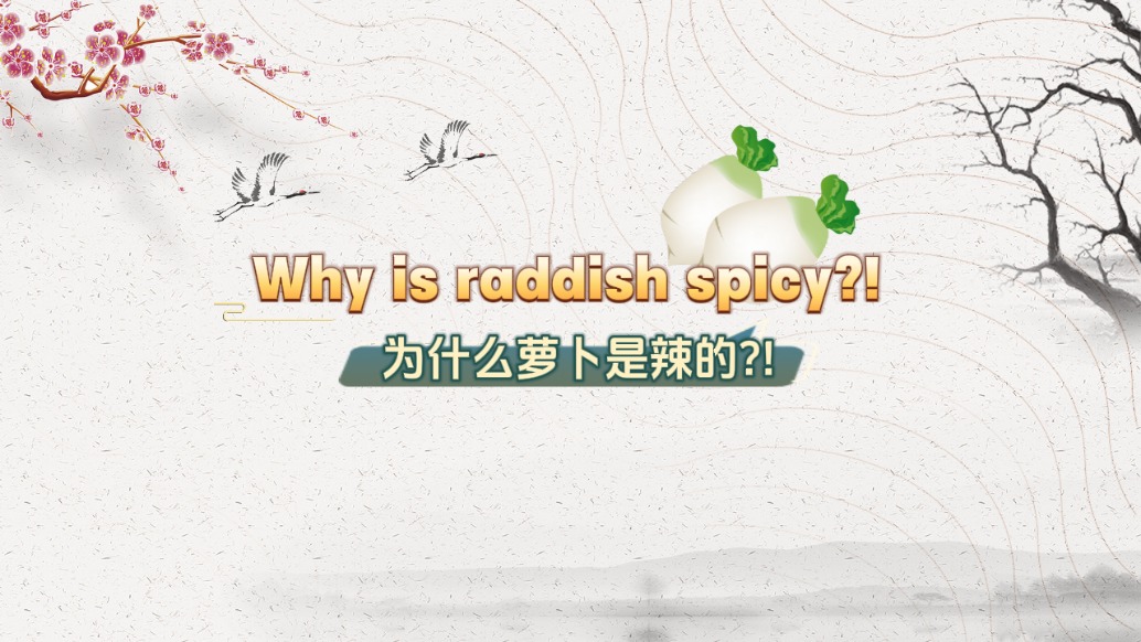 為什么蘿卜是辣的？