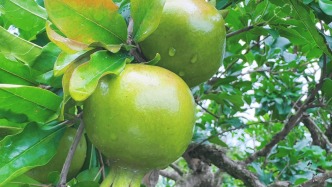 峄州印象 | 榴雨翠心 檀蕙溪清
