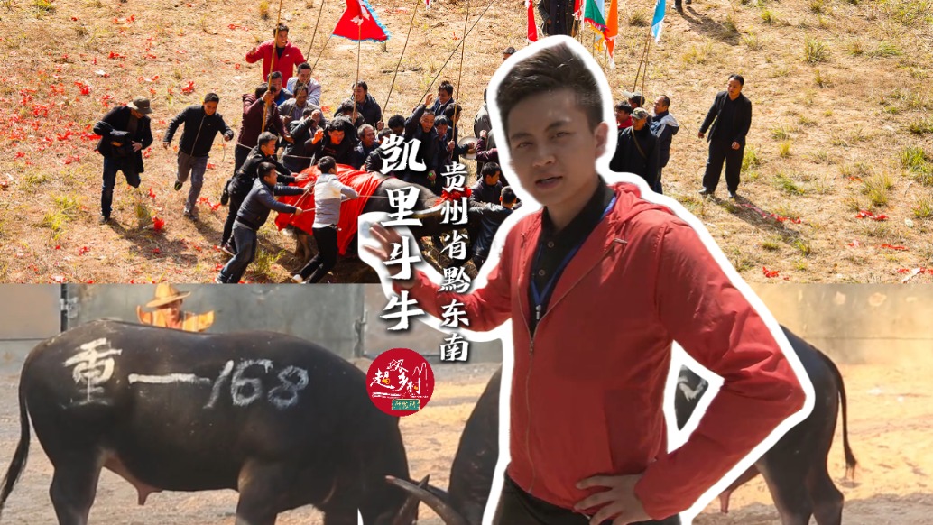 一場(chǎng)賽事吸引幾萬(wàn)人圍觀？快看看貴州的“中國(guó)式斗?！庇卸嗷鸨?/></span></div><div><h2 class=