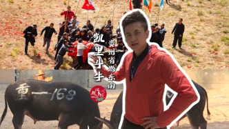 一場(chǎng)賽事吸引幾萬人圍觀？快看看貴州的“中國式斗牛”有多火爆