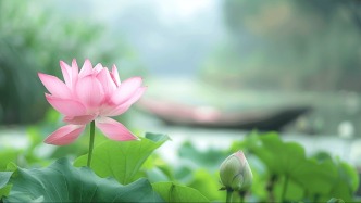 【散文】荷语西充‖何源胜 