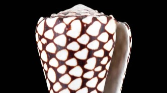 女網(wǎng)紅海邊徒手撿起致命雞心螺？專家科普